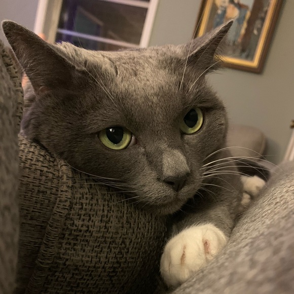 Meet your Posher, Laura - Picture 1 of 1